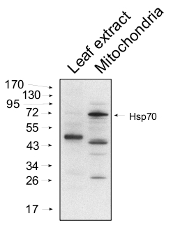 western blot using anti-HSP70 mitochondrial antibodies